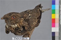 藏品(臺灣夜鷹)的圖片